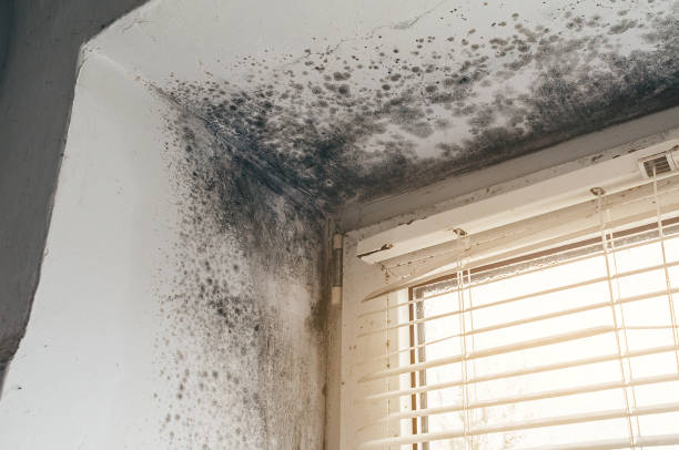 Affordable Mold Cleanup solutions in Houston, TX